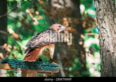 Red tailed hawk landing on a perch at the zoo Stock Photo