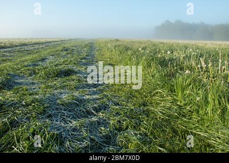 Hazy morning, meadow with hoarfrost on freshly mown grass Stock Photo