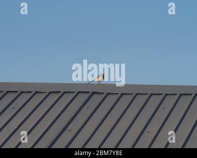 A Wagtail sits on the roof of a building. A small grey bird. Wild animal. Stock Photo