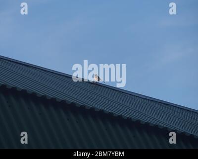 A Wagtail sits on the roof of a building. A small grey bird. Wild animal. Stock Photo