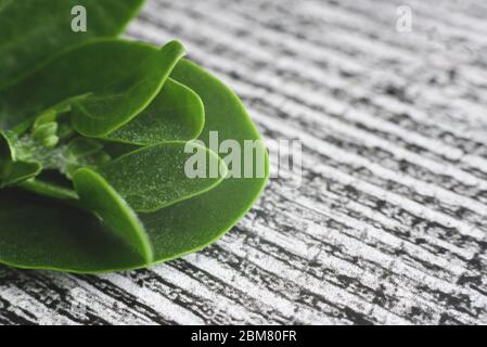 green leaves on the old wooden background. Space for text. Stock Photo