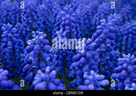 cluster of grape hyacinth flowers in an outdoor garden