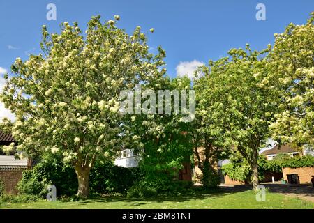 Flowering Ash trees (Fraxinus excelsior), spring in urban park blue sky, UK Stock Photo