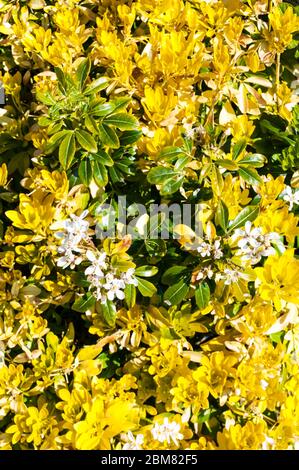 A Mexican Orange plant, Choisya ternata 'sundance', with leaves beginning to revert from yellow to their natural green colour. Stock Photo