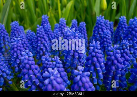 cluster of grape hyacinth flowers in an outdoor garden