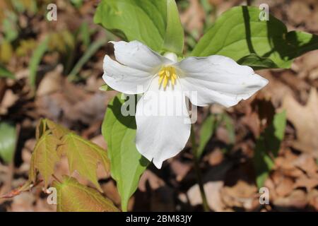 Large-flowered trillium at Harms Woods in Skokie, Illinois in bright sun Stock Photo