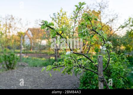 Blooming pear tree in the garden, spring time in the countryside Stock Photo