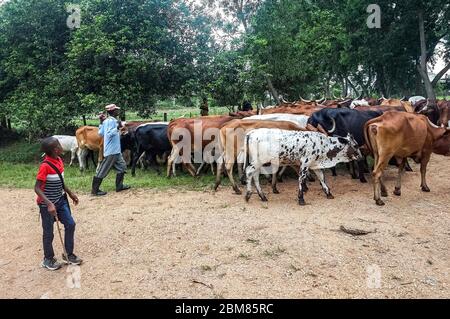 A Mbororo herder moves his cattle in Kisangani, a city in Democratic Republic of Congo. Many local people are suspicious of the once-nomadic herders, who settled here in recent years. (Françoise Mbuyi Mutombo, GPJ DRC) Stock Photo