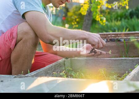 Cropped photo of a farmer who holds little plants in his hands Stock Photo