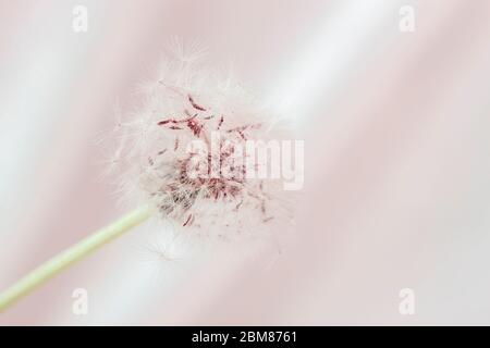 Dandelion with white fluffy seeds on a light pink background Stock Photo