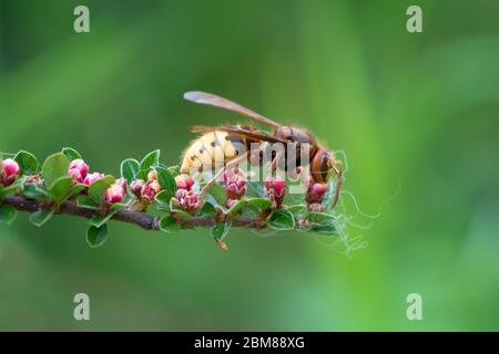 Close view of european hornet(vespa crabro) feeding on cotoneaster flower nectar, green background Stock Photo