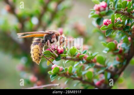 Close view of european hornet(vespa crabro) feeding on cotoneaster flower nectar, green background Stock Photo