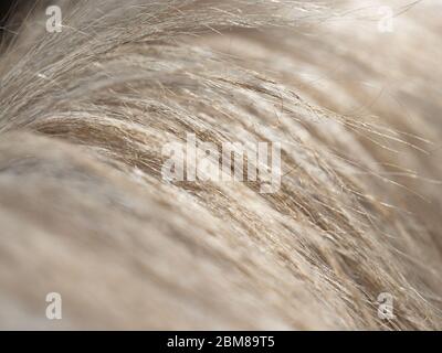 Structure of white horse mane - Detail in diagonal with blurry background Stock Photo