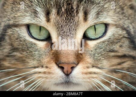 very close view of a cute young european cat's face Stock Photo