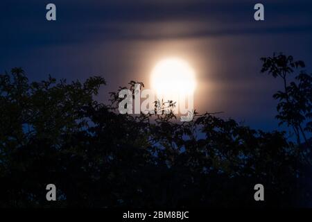 Wimbledon, London, UK. 7 May 2020. Trees are silhouetted by the rising full moon, hazy due to high level clouds. Credit: Malcolm Park/Alamy Live News Stock Photo