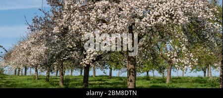 Panoramic photo of a row of standard apple trees in blossom in a traditional orchard Stock Photo