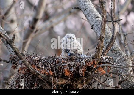 A wild nestling Great Horned Owlet ( Bubo Virginianus ), part of the Strigiformes order, and Strigidae family sits in a stick nest. Stock Photo