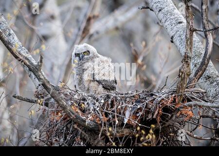 A wild nestling Great Horned Owlet (Bubo Virginianus), approximately 3-4 weeks old, part of the Strigiformes order, and Strigidae family. Stock Photo