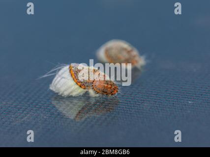 Detail of orange mealybugs with black legs Stock Photo