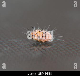 Detail of orange mealybugs with black legs Stock Photo