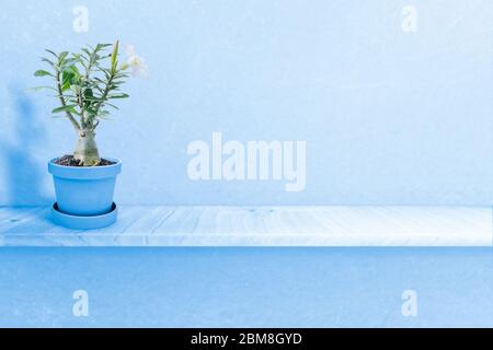 Desert rose on vase isolated on white background Stock Photo - Alamy