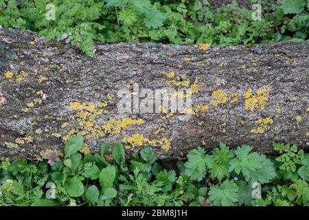 Lichens on a tree log. yellow lichens in the garden. Stock Photo