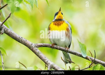 Male northern parula warbler in breeding plumage and singing during spring migration singing Stock Photo
