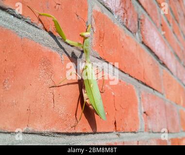 A female mantis, a predatory mantis insect on a brick wall. Stock Photo