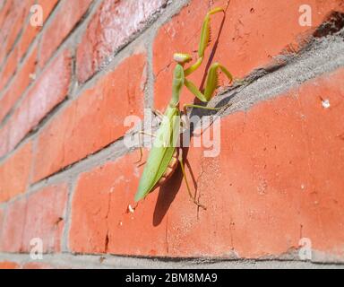 A female mantis, a predatory mantis insect on a brick wall. Stock Photo