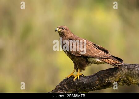Common Buzzard perched on a branch with blur background Stock Photo