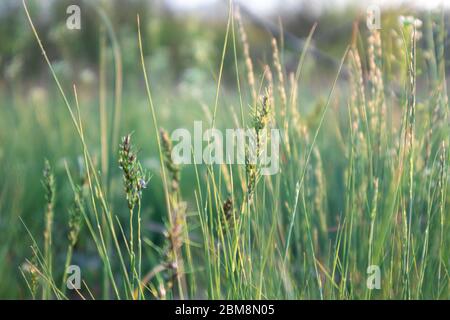Green fresh may spring wild grass, thin straws blades with small flowers in light golden hour color scene close-up background Stock Photo