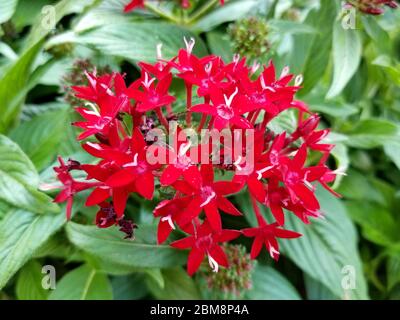 Cluster of red Pentas flowers at full bloom Stock Photo