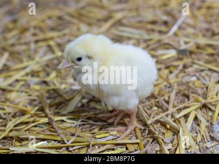 Broiler chicken stands on the floor covered with straw, weaning young chickens at home. Stock Photo