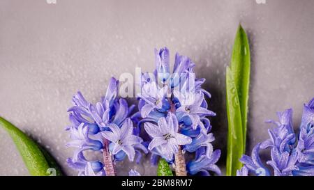Blue hyacinths with water drops on a gray tile, panoramic background. Top view, copy space Stock Photo