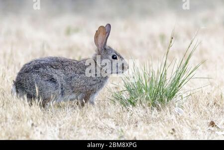 Wary Cottontail Rabbit Interrupted Eating Stock Photo