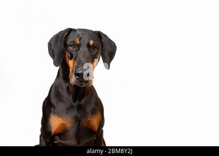 Black and tan Doberman dog sitting looking straight at camera, isolated on a white background with copy space. Natural floppy ears. Stock Photo