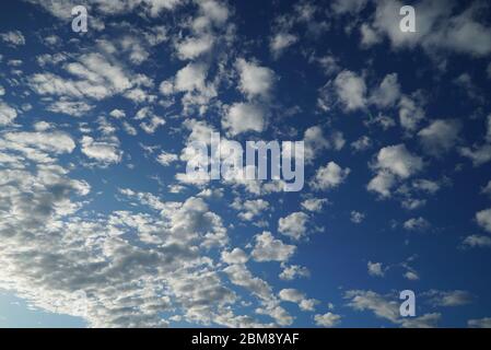 Fluffy white clouds (Altocumulus stratiformis) in blue sky Stock Photo