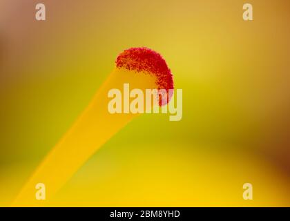 Closeup of the stigma of a yellow Asiatic lily flower Stock Photo