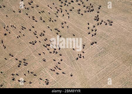 Aerial view of sheep in a brown field in Western Australia during drought Stock Photo