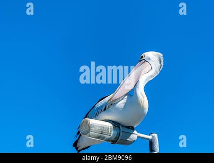 Pelican perched on top of a light pole Stock Photo