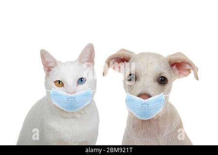 White cat with heterochromia, odd eyes, looking directly at viewer with intense stare sitting next to adorable cream and tan terrier puppy. Isolated o Stock Photo
