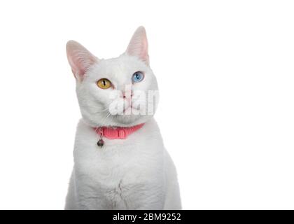 Close up portrait of a white cat with heterochromia, odd eyes, wearing a pink collar with bell. Looking slightly up to viewers right with curious expr Stock Photo