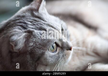 Fluffy gray beautiful adult cat, breed scottish-fold, close portrait. Stock Photo