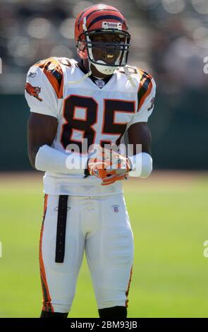 Cincinnati Bengals wide receiver Chad Ochocinco (85) makes a nice catch in  practice from Georgetown College in Georgetown Ky. (Credit Image: © Wayne  Litmer/Southcreek Global/ZUMApress.com Stock Photo - Alamy