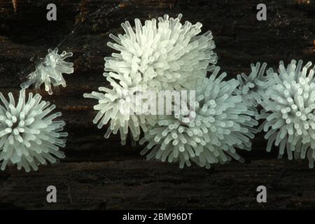 Honeycomb slime mold (Ceratiomyxa fruticulosa) Stock Photo