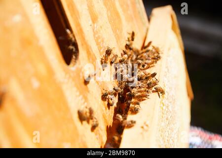 A group of bees farmed for honey make their way inside their hive Stock Photo