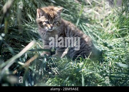 Scottish wildcat kitten Stock Photo