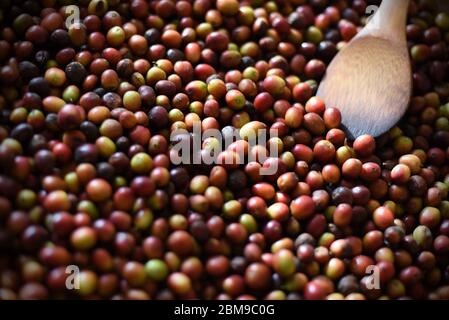 Freshly harvested Arabica coffee cherries in West Java province, Indonesia. Stock Photo