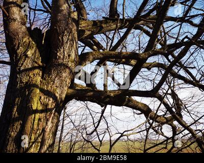 Old lime tree with many branches in early spring in park Stock Photo
