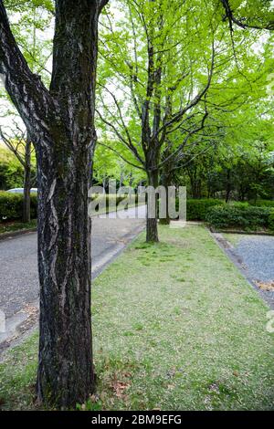 Roadside green ginkgo tree in Japan Stock Photo